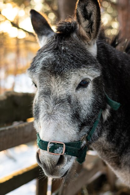 Close Up retrato de un burro gris