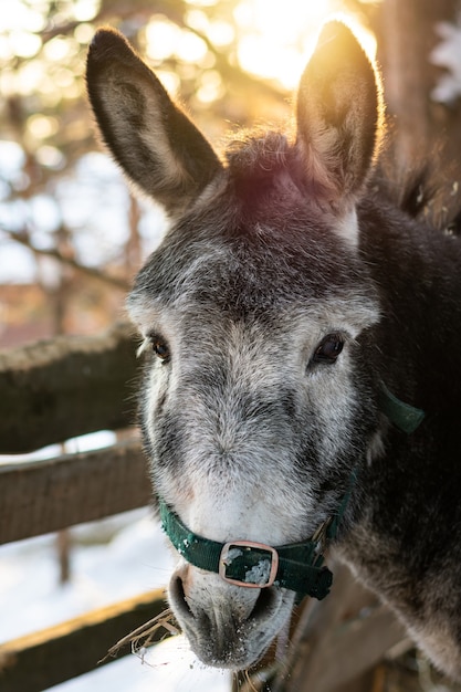 Close Up retrato de un burro gris