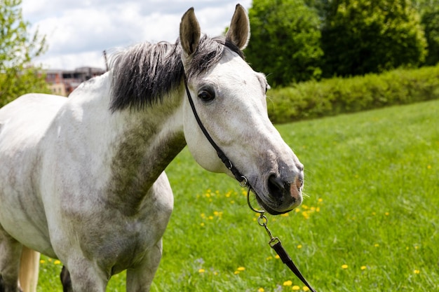 Close Up retrato de un caballo blanco