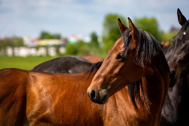 Close Up retrato de un caballo marrón