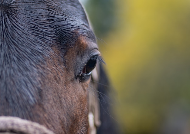 Close-up retrato de un caballo