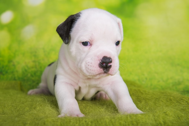 Close Up retrato de cachorro American Bullies sobre fondo verde