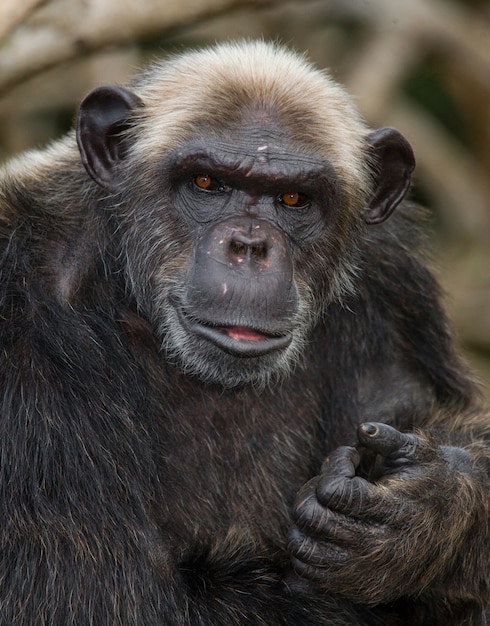 Close Up retrato de un chimpancé macho