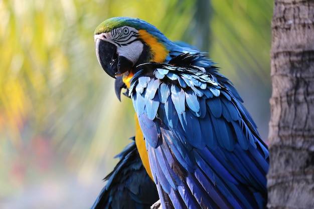 Close Up retrato de colorido loro guacamayo azul y amarillo