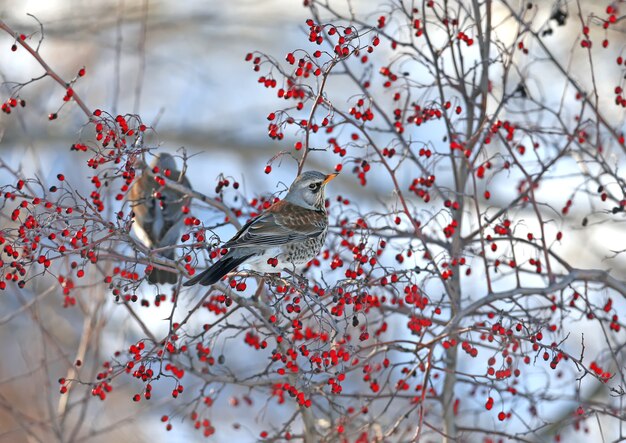 Foto close-up retrato de la fieldfare (turdus pilaris) sentado en las ramas de espino con frutos rojos brillantes