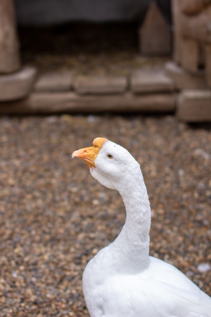 Close Up retrato de ganso blanco adulto en casa granja