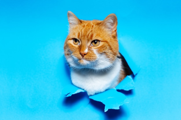 Close Up retrato de gato blanco rojo a través del agujero de papel rasgado azul