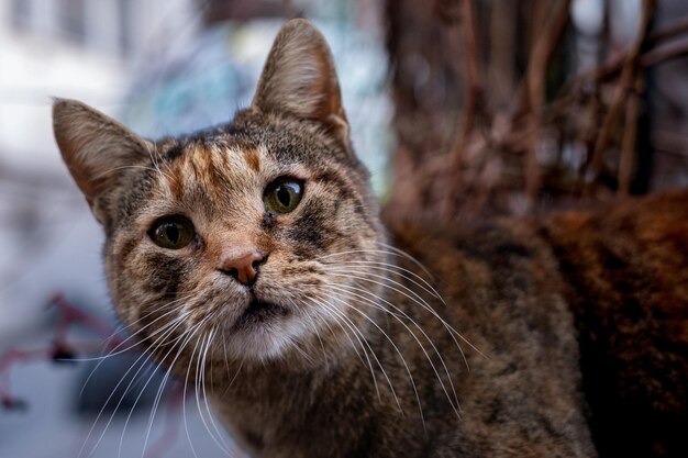 Foto close-up retrato de gato confundido