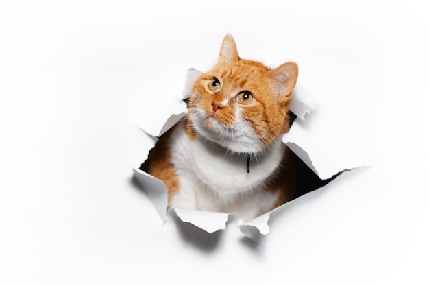 Close Up retrato de gato rojo a través del agujero de papel rasgado blanco