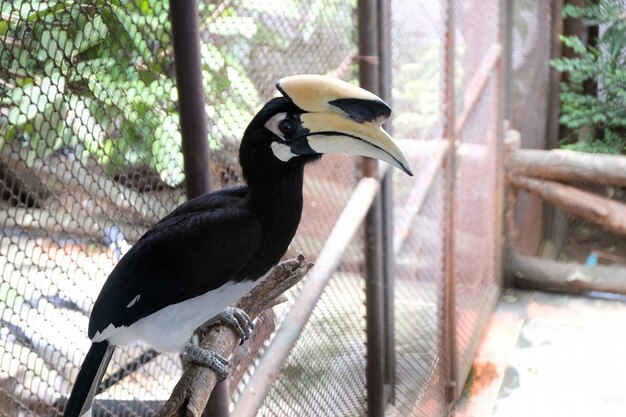 Close up retrato de un gran hornbill