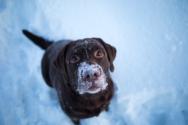 Close Up retrato de un hermoso labrador retriever chocolate posando afuera en winte