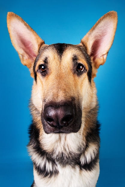 Foto close up retrato de un hermoso perro pastor alemán sobre fondo azul.