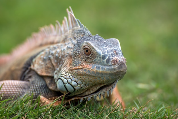 Close Up retrato de una iguana común