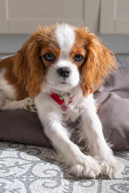 Close Up retrato de lindo cachorro de perro Cavalier King Charles Spaniel Blenheim