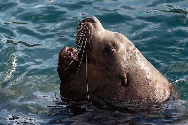 Close Up retrato de lobo marino de Steller salvaje con la boca abierta en olas frías del océano pacífico