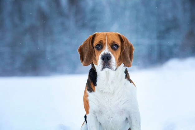 Close Up retrato de un perro Beagle en invierno de pie en una pradera