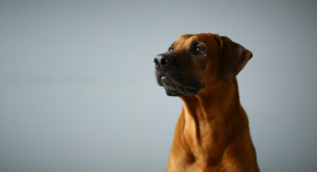 Close-up retrato de perro Ridgeback de Rhodesia sentado