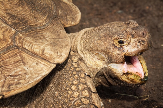 Close Up retrato de una tortuga gigante de Aldabra