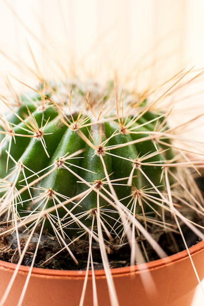 Close-up ronda cactus con largas espinas en maceta marrón.