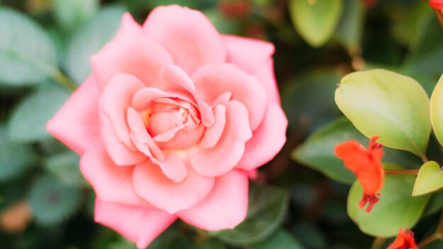 close up rosa en flor en el jardín con la luz del sol detrás Imagen de la flor rosa aniversario