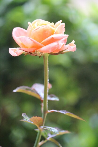 Foto close up de rosa naranja con un fondo borroso
