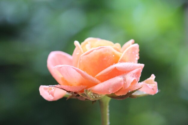 Foto close up de rosa naranja con un fondo borroso