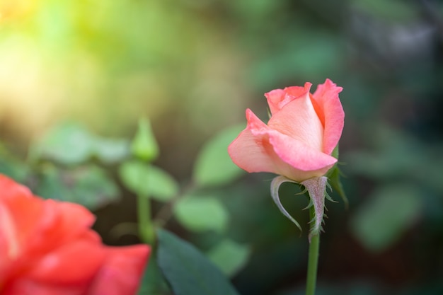 close-up rosa no jardim