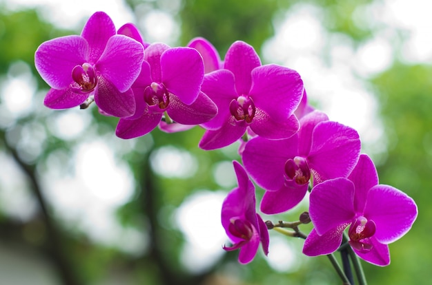 Close up roxo da flor da orquídea