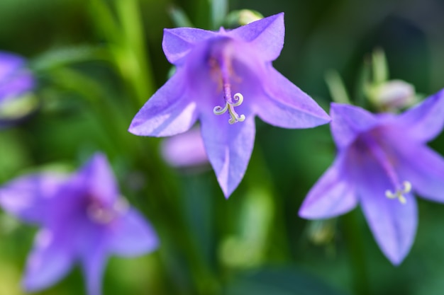 Close-up roxo do sino no das hortaliças no jardim (poscharskyana do campanula). Fotografia macro horizontal