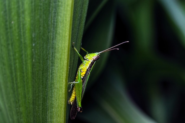 Close-up de saltamontes en una hoja