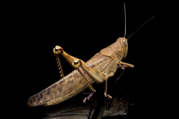 Close-up de saltamontes javanés