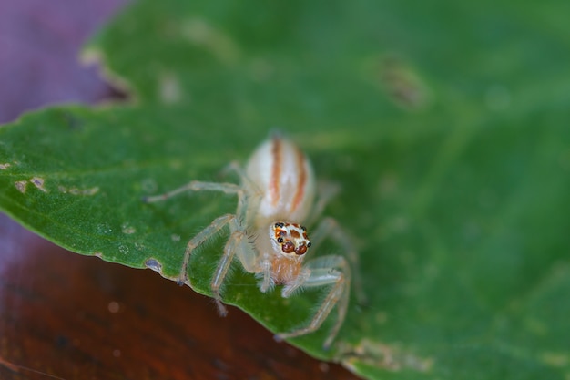 Close up saltando aranha