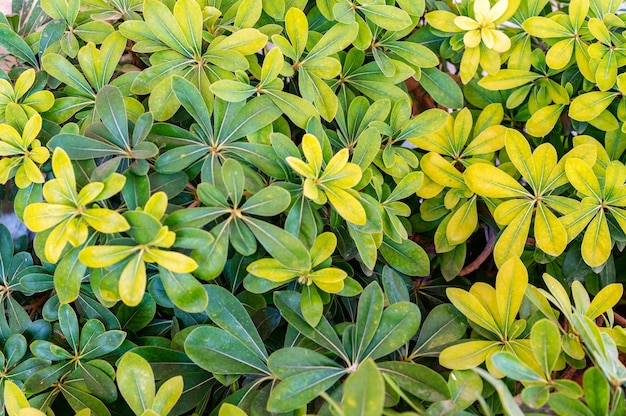 Close up schefflera folhas verdes e amarelas em dia ensolarado