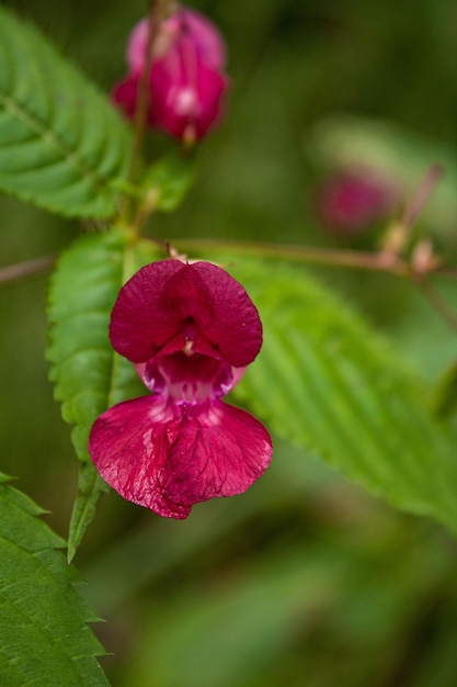 Close-up schöner Hintergrund Impatiens Glandulifera Blume, Himalaya-Balsam.