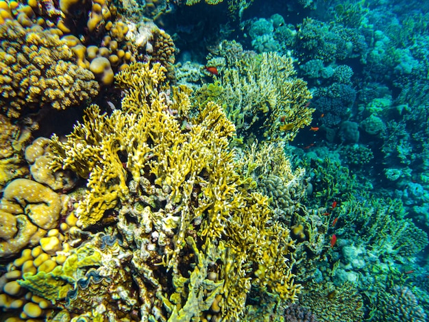 Close up sharm el sheikh dos corais do mar vermelho.