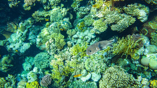 Close up sharm el sheikh dos corais do mar vermelho.