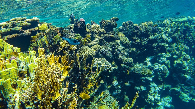 Close up sharm el sheikh dos corais do mar vermelho.