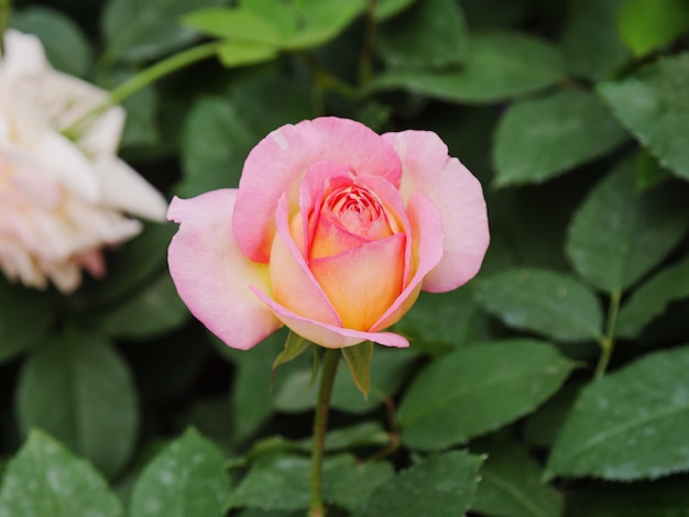 Close-up shot florece flor de rosa fresca y natural contra un prado verde seleccione foco poca profundidad de campo