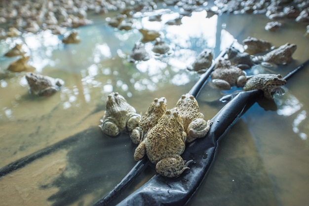 Close-up shot from back Ranas en la piscina