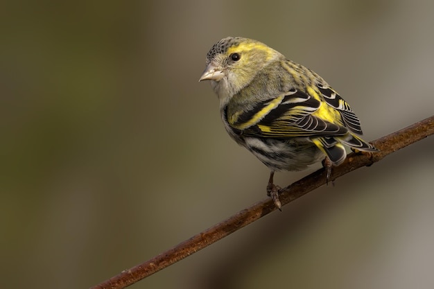 Un close-up de un Siskin en una rama de un árbol