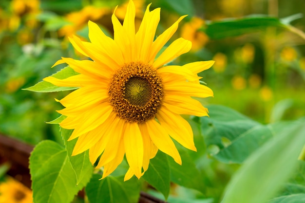 Close up Sonnenblume auf einem Feld