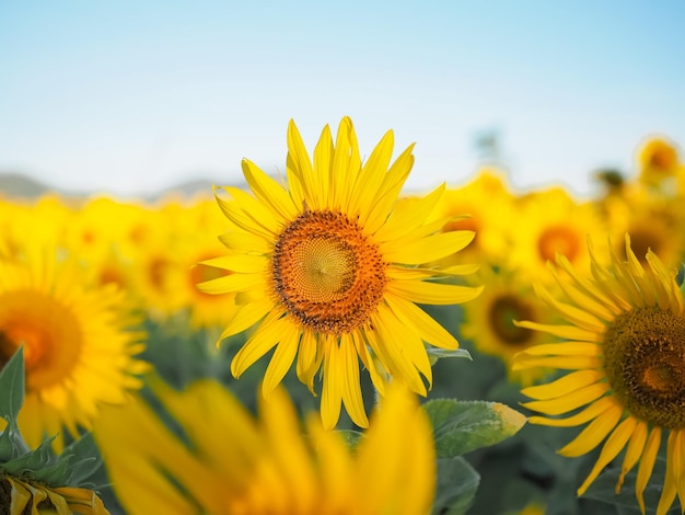 Close up Sonnenblume in der Sonnenblume abgelegt