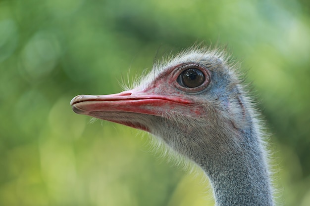 Close up Strauß in der Natur