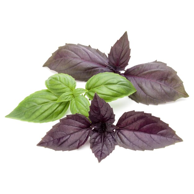 Close up Studioaufnahme von frischen grünen und roten Basilikum-Kräuter-Blätter-Mix isoliert auf weißem Hintergrund Sweet Genovese Basilikum und Purple Dark Opal Basilikum