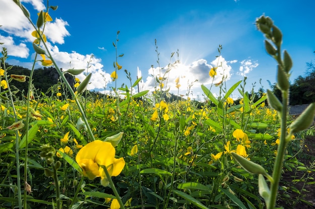 Close-up Sunn Hanf, Chanvre Indien, Crotalaria Juncea gelbe Blüte im Feld mit Sonnenlicht Glanz