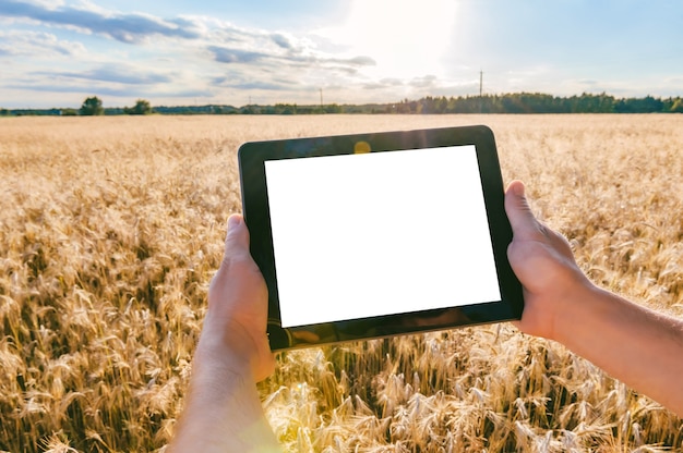 Close-up, tablet mock-up nas mãos de um homem. No contexto de um campo com espigas de trigo em tempo ensolarado.