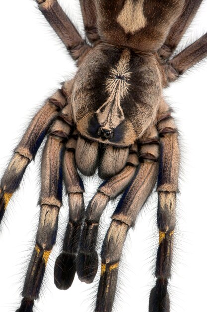 Foto close-up de tarántula, poecilotheria metallica, delante de un fondo blanco