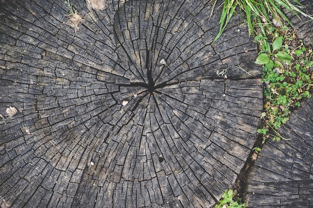 Foto close-up, textura de anéis de toco de madeira redondos.