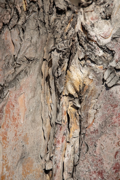 Close-up textura de madeira antiga