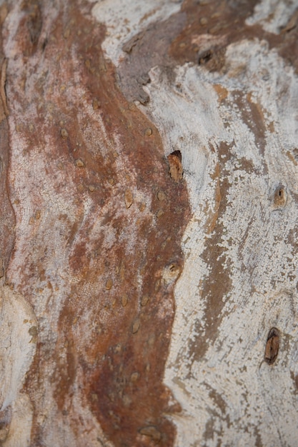 Close-up textura de madeira antiga